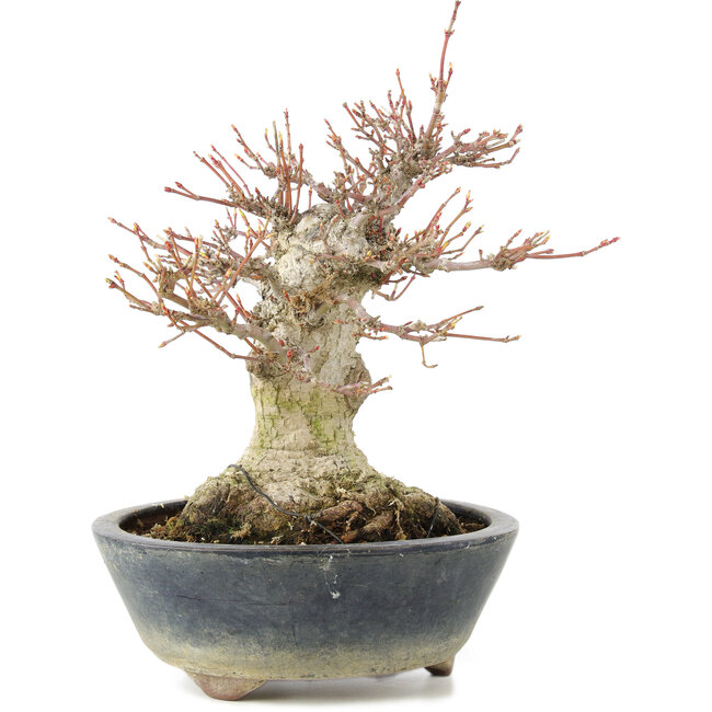 Acer palmatum, 22 cm, ± 20 Jahre alt, mit einem Nebari von 11 cm