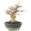 Acer palmatum, 22 cm, ± 20 años, con nebari de 11 cm