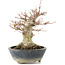 Acer palmatum, 22 cm, ± 20 Jahre alt, mit einem Nebari von 11 cm