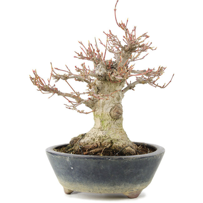 Acer palmatum, 22 cm, ± 20 jaar oud, met een nebari van 11 cm