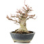 Acer palmatum, 22 cm, ± 20 Jahre alt, mit einem Nebari von 11 cm