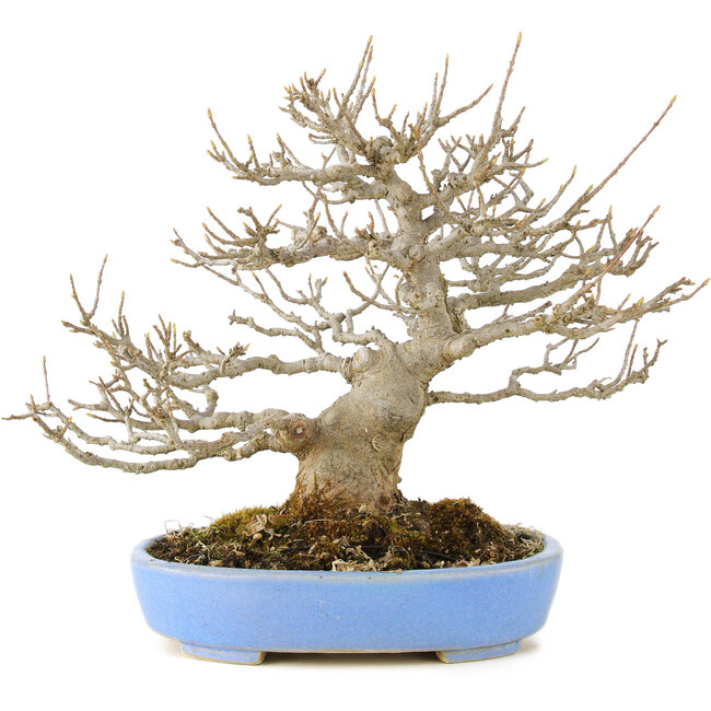 Acer buergerianum, 23 cm, ± 20 ans