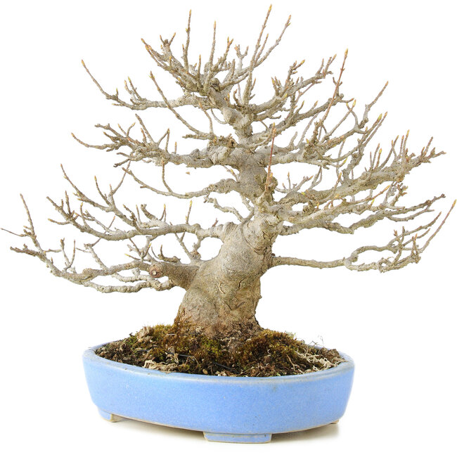 Acer buergerianum, 23 cm, ± 20 anni