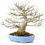 Acer buergerianum, 23 cm, ± 20 ans