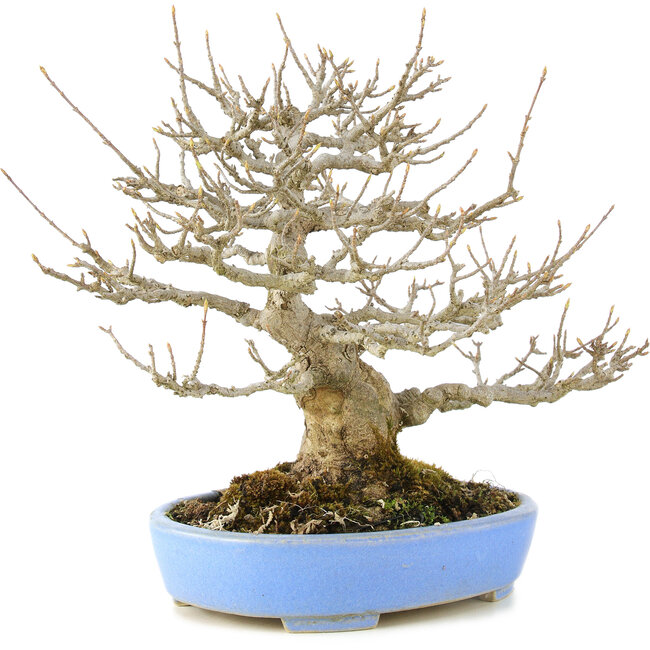 Acer buergerianum, 23 cm, ± 20 jaar oud