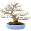 Acer buergerianum, 23 cm, ± 20 años
