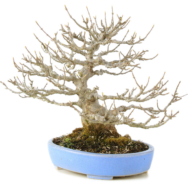 Acer buergerianum, 23 cm, ± 20 anni