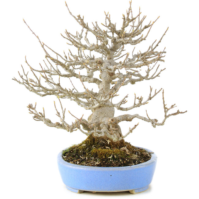 Acer buergerianum, 23 cm, ± 20 ans