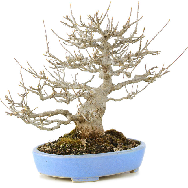 Acer buergerianum, 23 cm, ± 20 anni