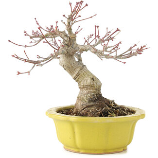 Acer palmatum, 17 cm, ± 15 jaar oud