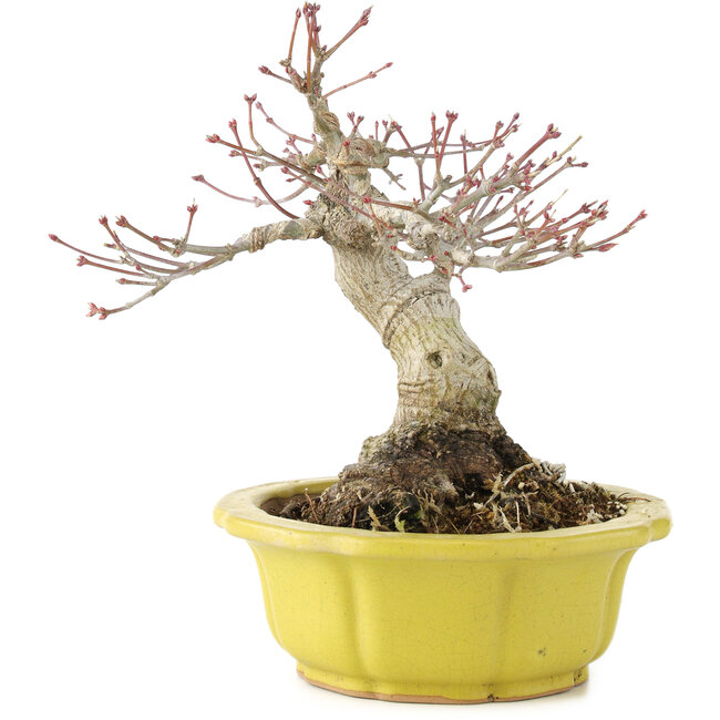 Acer palmatum, 17 cm, ± 15 anni