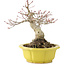 Acer palmatum, 17 cm, ± 15 anni