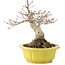 Acer palmatum, 17 cm, ± 15 jaar oud