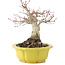 Acer palmatum, 17 cm, ± 15 anni