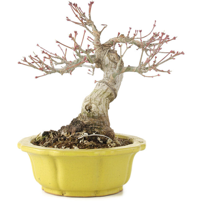 Acer palmatum, 17 cm, ± 15 years old