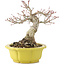 Acer palmatum, 17 cm, ± 15 años