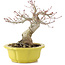 Acer palmatum, 17 cm, ± 15 anni