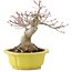 Acer palmatum, 17 cm, ± 15 años