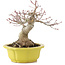 Acer palmatum, 17 cm, ± 15 Jahre alt