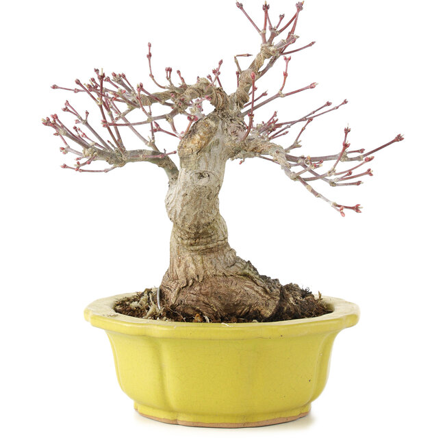 Acer palmatum, 17 cm, ± 15 ans