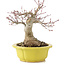 Acer palmatum, 17 cm, ± 15 anni