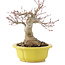 Acer palmatum, 17 cm, ± 15 Jahre alt