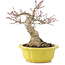 Acer palmatum, 17 cm, ± 15 anni