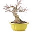 Acer palmatum, 17 cm, ± 15 years old