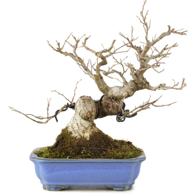 Styrax japonicus, 21,5 cm, ± 12 Jahre alt