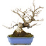 Styrax japonicus, 21,5 cm, ± 12 Jahre alt