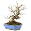 Styrax japonicus, 21,5 cm, ± 12 Jahre alt