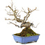 Styrax japonicus, 21,5 cm, ± 12 ans