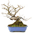 Styrax japonicus, 21,5 cm, ± 12 Jahre alt