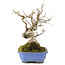Styrax japonicus, 21,5 cm, ± 12 Jahre alt