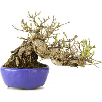 Ligustrum, 13 cm, ± 20 years old