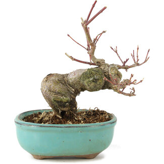 Acer palmatum, 14,5 cm, ± 8 jaar oud