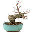 Acer palmatum, 14,5 cm, ± 8 anni