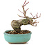 Acer palmatum, 14,5 cm, ± 8 años