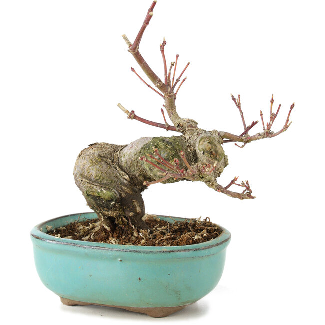 Acer palmatum, 14,5 cm, ± 8 years old