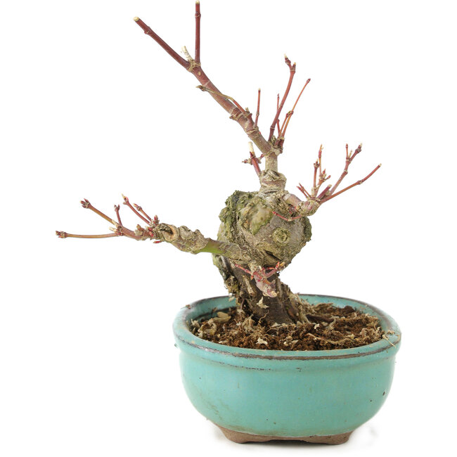 Acer palmatum, 14,5 cm, ± 8 jaar oud