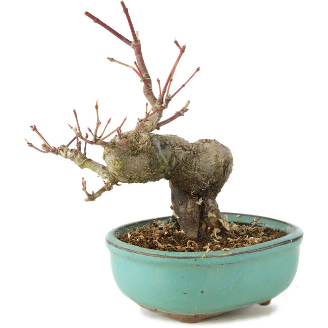 Acer palmatum, 14,5 cm, ± 8 años