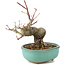 Acer palmatum, 14,5 cm, ± 8 años
