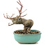 Acer palmatum, 14,5 cm, ± 8 años
