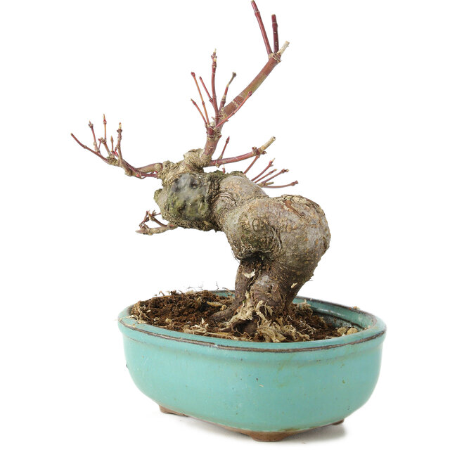 Acer palmatum, 14,5 cm, ± 8 anni