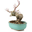 Acer palmatum, 14,5 cm, ± 8 jaar oud