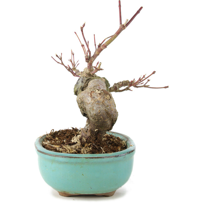 Acer palmatum, 14,5 cm, ± 8 anni