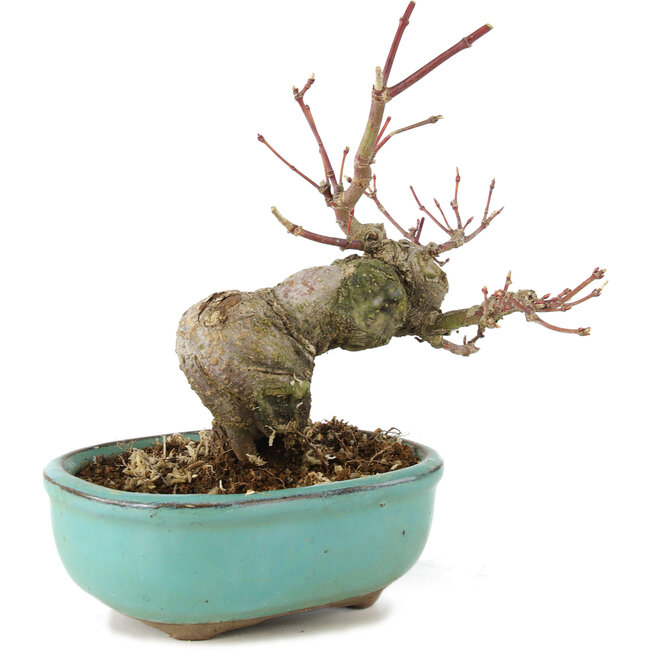 Acer palmatum, 14,5 cm, ± 8 jaar oud