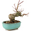 Acer palmatum, 14,5 cm, ± 8 años