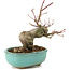 Acer palmatum, 14,5 cm, ± 8 jaar oud