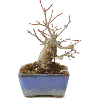 Acer palmatum, 13 cm, ± 8 años